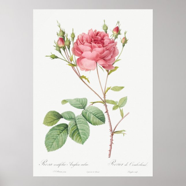 Affiche Illustration du Rose vintage (Devant)