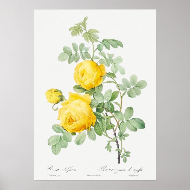 Affiche Illustration du Rose vintage (Devant)