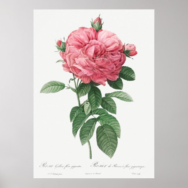 Affiche Illustration du Rose vintage (Devant)