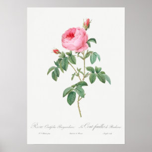 Affiche Illustration du Rose vintage