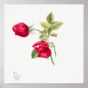 Affiche Illustration du Rose vintage