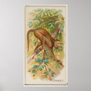 Affiche Illustration du singe vert vintage de la Barbade