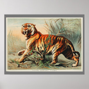 Affiche Illustration du tigre du Bengale vintage Art Antiq