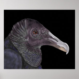 Affiche Illustration du vautour noir