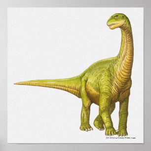 Affiche Illustration d'un Camarasaurus