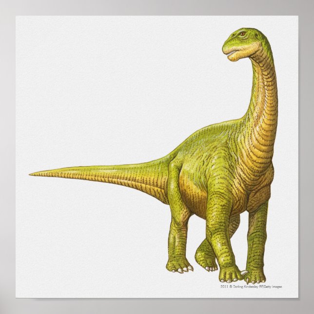 Affiche Illustration d'un Camarasaurus (Devant)