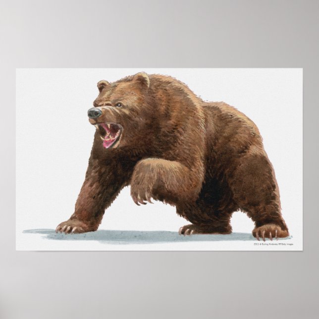 Affiche Illustration d'un ours Brown (Devant)