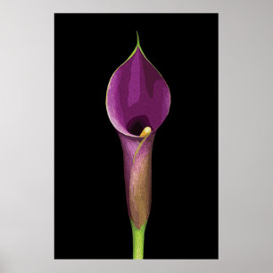 Affiche Illustration élégante de Calla Lily violet