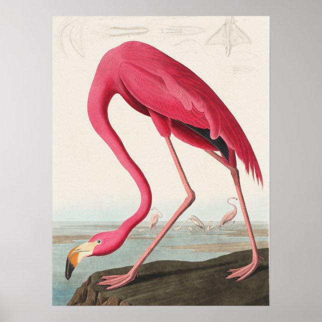 Affiche Illustration Flamant rose rose (Devant)