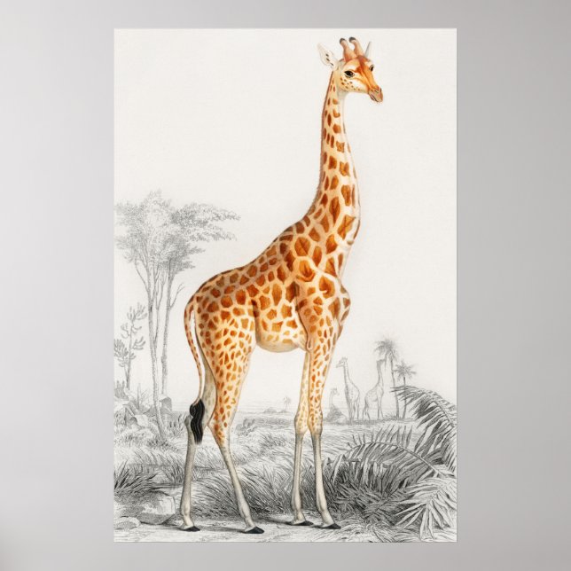 Affiche Illustration Giraffe Art Vintage Imprimer (Devant)