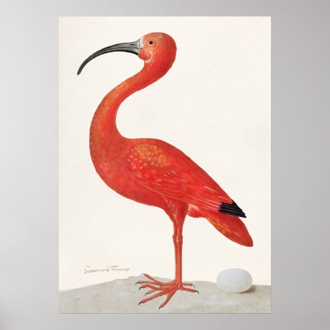 Affiche Illustration Ibis vintage Scarlet (Devant)