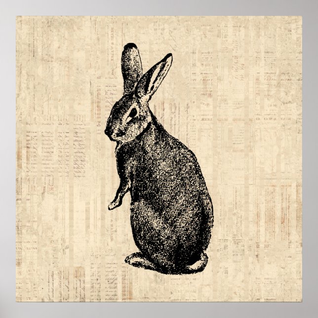 Affiche Illustration lapin antique avec script (Devant)