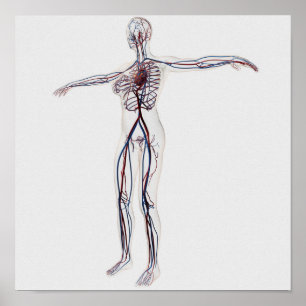 Affiche Illustration Médicale : Appareil circulatoire