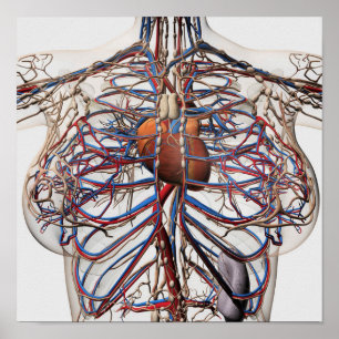 Affiche Illustration Médicale Des Artères Du Sein Féminin