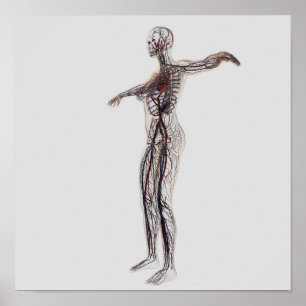 Affiche Illustration Médicale Des Artères, Veines Féminine