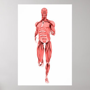 Affiche Illustration Médicale Des Muscles Masculins Couran