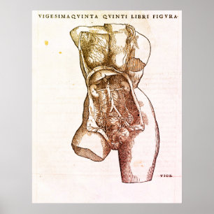 Affiche Illustration Médicale du système de reproduction f