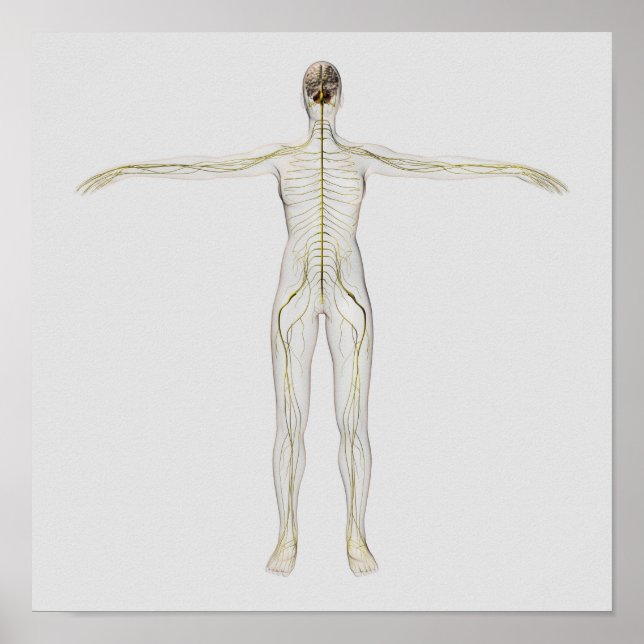 Affiche Illustration Médicale Du Système Nerveux Humain (Devant)