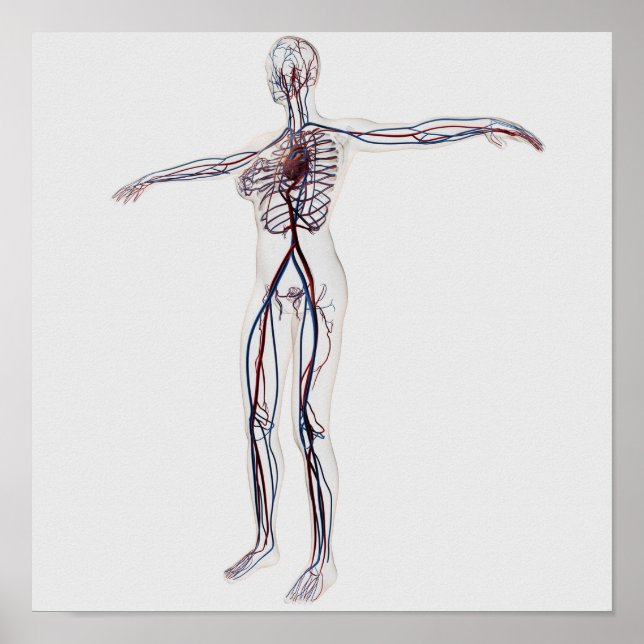 Affiche Illustration Médicale : Système circulatoire fémin (Devant)