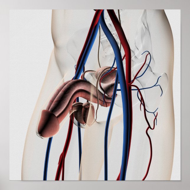 Affiche Illustration Médicale : Système de reproduction ma (Devant)