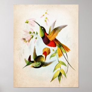 Affiche Illustration No. de colibri art d'oiseau de 15