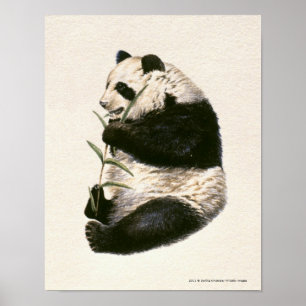 Affiche Illustration of Giant panda feeding on bamboo