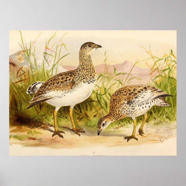 Affiche Illustration Otis Tetrax (Devant)