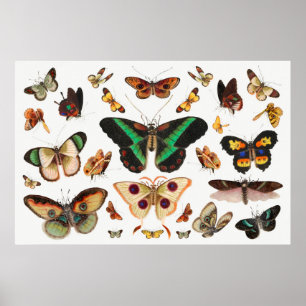 Affiche Illustration Papillon