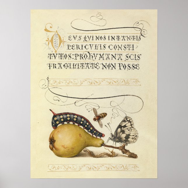 Affiche Illustration Papillon Abeille Fruit Insecte (Devant)