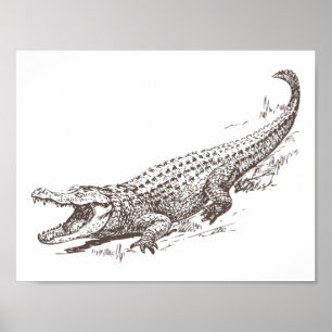 Affiche Illustration réaliste d'alligator