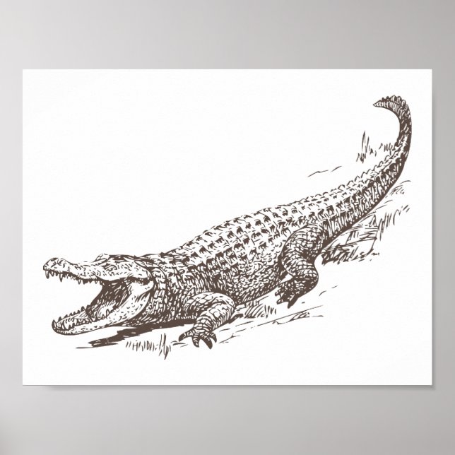 Affiche Illustration réaliste d'alligator (Devant)