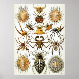 Affiche Illustration scientifique Arachnid