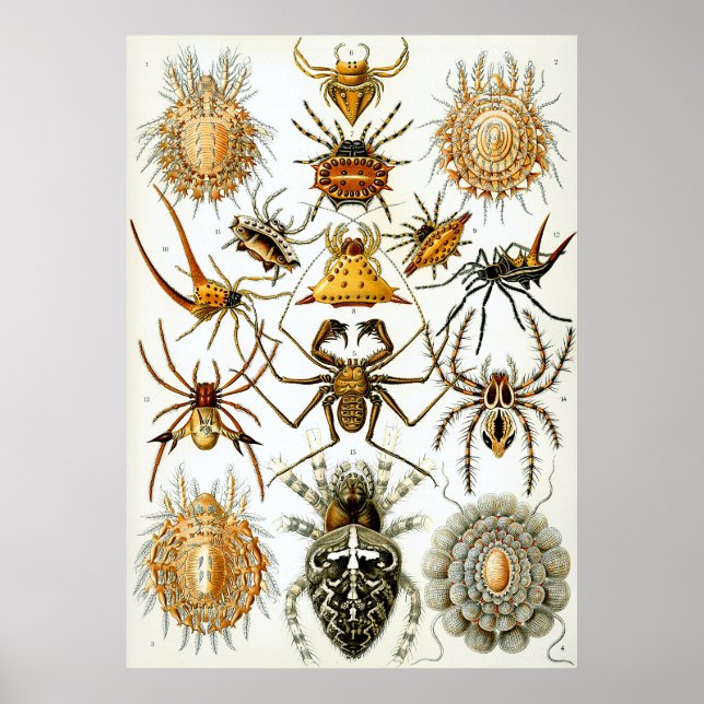 Affiche Illustration scientifique Arachnid (Devant)