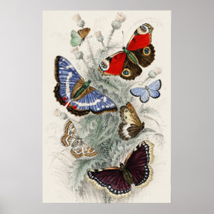 Affiche Illustration scientifique botanique de papillon vi