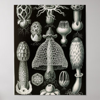 Affiche Illustration scientifique de champignons Stinkhorn