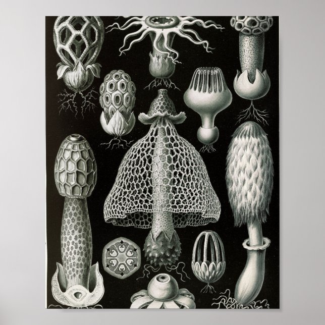 Affiche Illustration scientifique de champignons Stinkhorn (Devant)