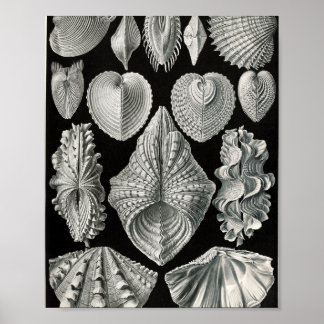 Affiche Illustration scientifique de coquilles bivalves vi