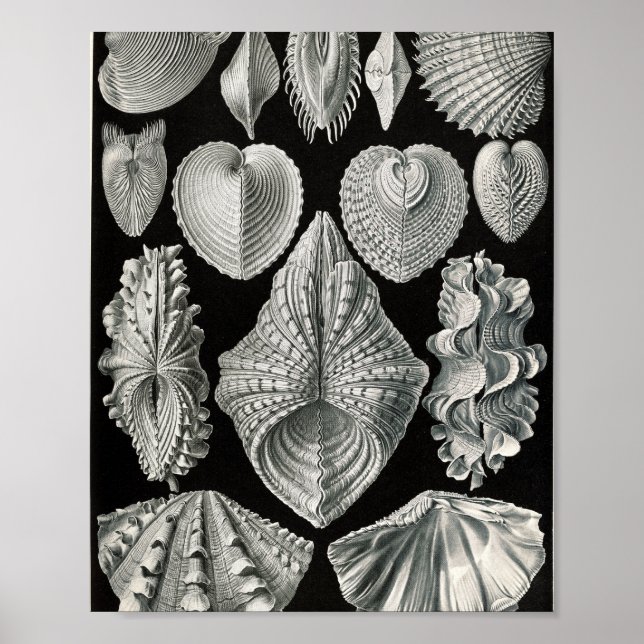 Affiche Illustration scientifique de coquilles bivalves vi (Devant)