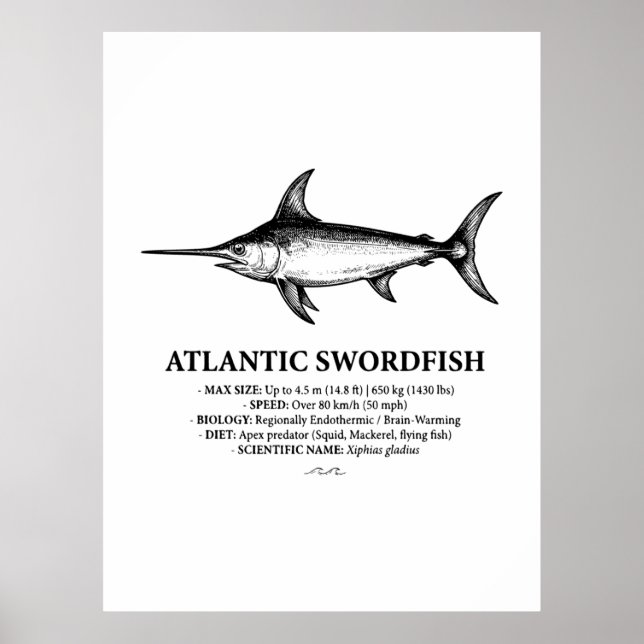 Affiche Illustration scientifique d'espadon de l'Atlantiqu (Devant)