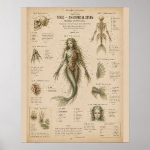 Affiche Illustration scientifique d'étude anatomique de si