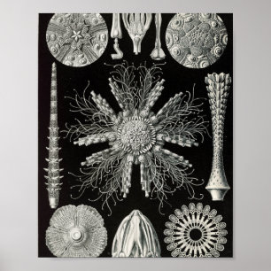 Affiche Illustration scientifique d'oursins vintage