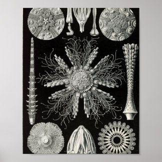 Affiche Illustration scientifique d'oursins vintage