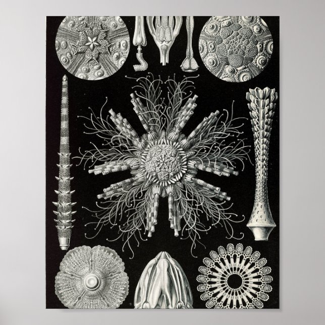 Affiche Illustration scientifique d'oursins vintage (Devant)