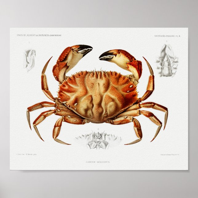Affiche Illustration scientifique du crabe de Dungeness vi (Devant)
