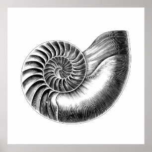 Affiche Illustration scientifique du Nautilus antique noir