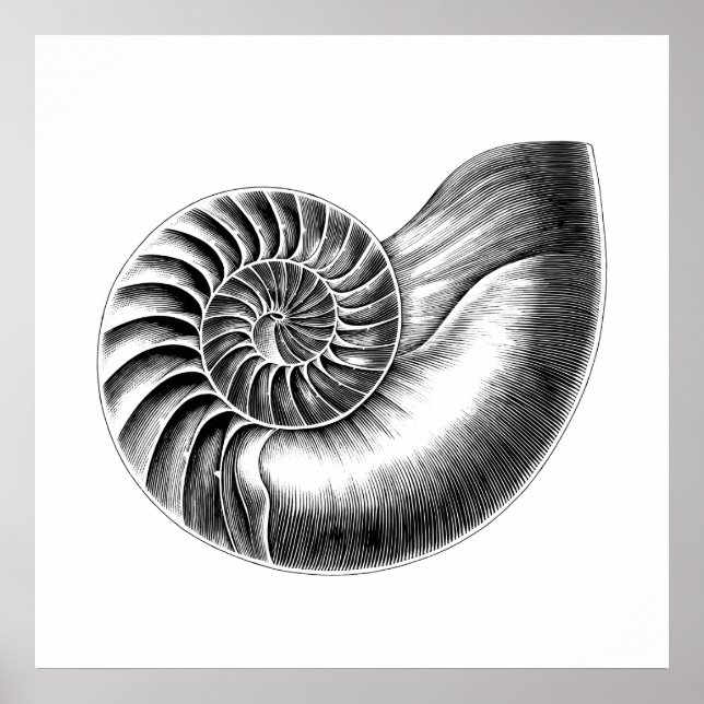 Affiche Illustration scientifique du Nautilus antique noir (Devant)