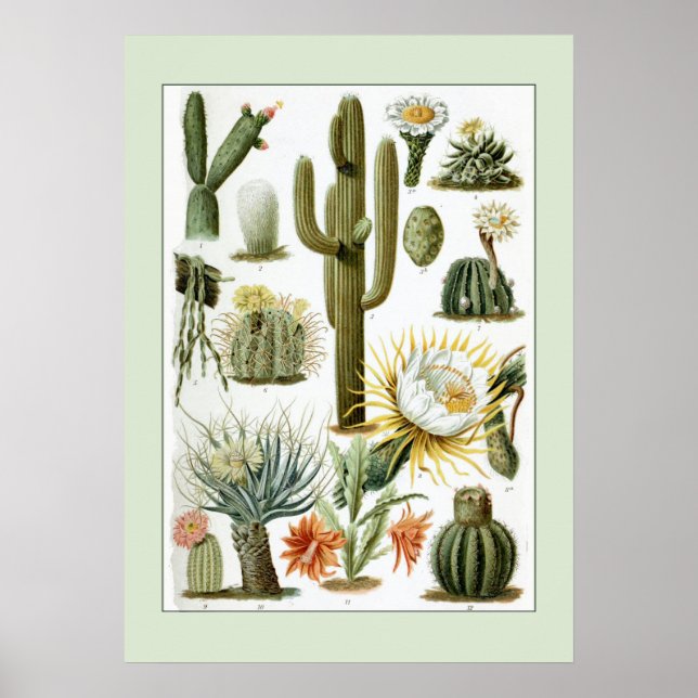 Affiche Illustration scientifique vintage Cactus (Devant)