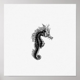 Affiche Illustration Seahorse