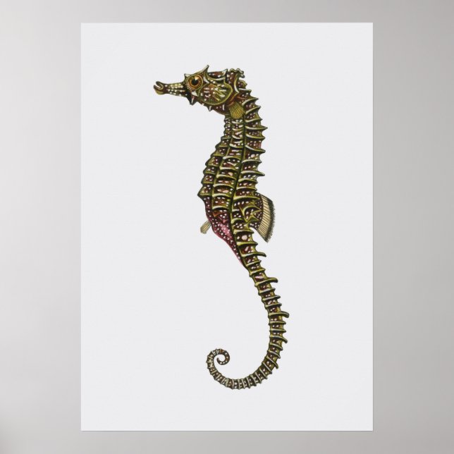 Affiche Illustration Seahorse (Devant)