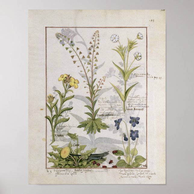 Affiche Illustration tirée du "Livre des médicaments simpl (Devant)